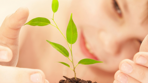 anove semillas creciendo-planta