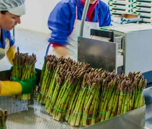 sca europeos unica group