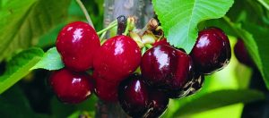 cerezas_arbol_vallejerte_cabecera