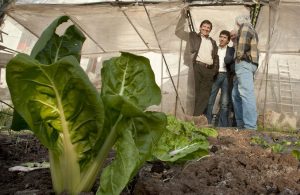 Agricultura ecológica