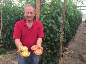 Tomate KABRERA F1 de HM CLAUSE