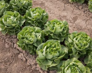 Lettuce-COTFC rijk zwaan