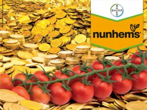 Bayer NUNHEMS BAYER tomate Sintonia