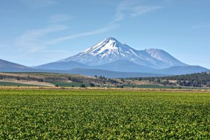 Vivero de Planasa en Estados Unidos