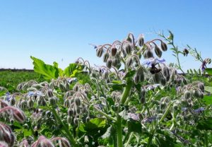 syngenta apis tomate industria extremadura