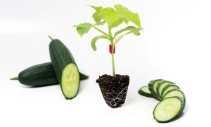 Pepino plantel