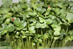 brotes de brócoli