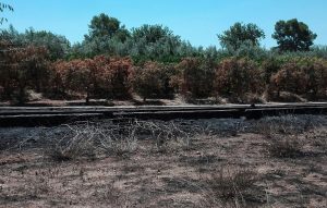 Campos afectados con cultivos recientemente por incendio de fincas abandonadas colindantes en la comarca del Camp de Túria