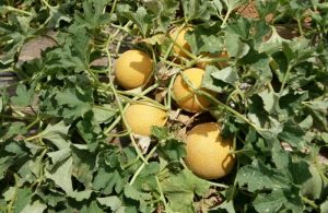melon galia hm clause