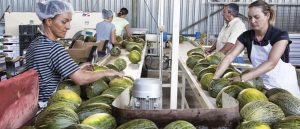 melon-sandia coops clm