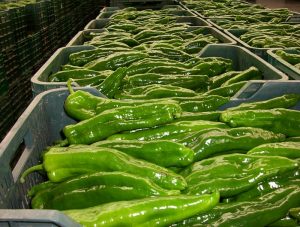 Pimiento tipo italiano