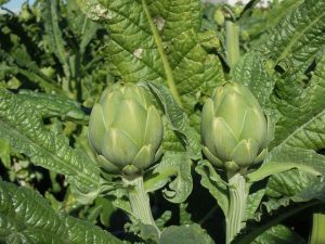 alcachofa