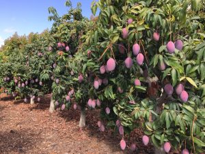 mango trops