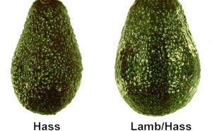 aguacate hass vs lamb hass