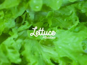 LOGOS-NEW-01 lettuce attraction
