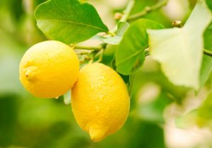 Limones en campo