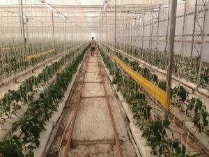 greenvass Trampas adhesivas Rolltrap para control biológico de plagas