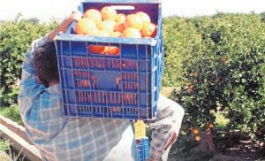 naranjas asaja sevilla