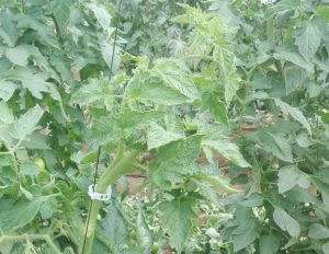 171127 virus en planta de tomate