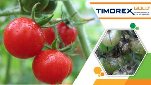 Stockton photo Timorex Gold for Tomatoes