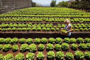 campo lechuga junta andalucia