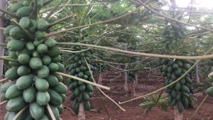 cultivo de papaya