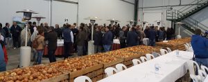 nunhems cebolla joaquin f1