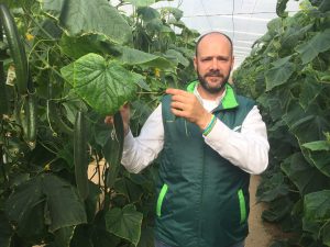 seminis pepino super root non stop