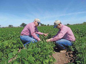 INGENIERO-AGROALIMENTARIO en campo