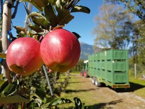 Manzanas_Val_Venosta campo