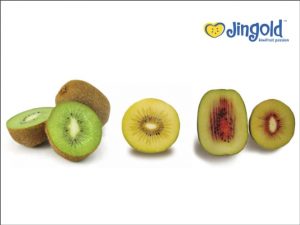kiwi jingold