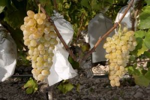 racimos-uva-vinalopo