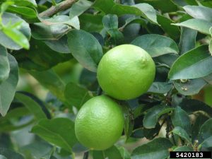 limas