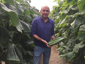 pepino sqisito nunhems bayer