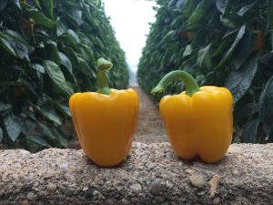 invernadero pimiento california amarillo mikonos semillas fitó
