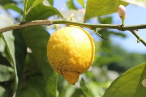limonero mal seco citricos