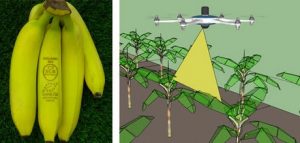 Banana ecológica laser-etiquetada y drones de fumigación en las plantaciones de banana de Compaignie Fruitiere