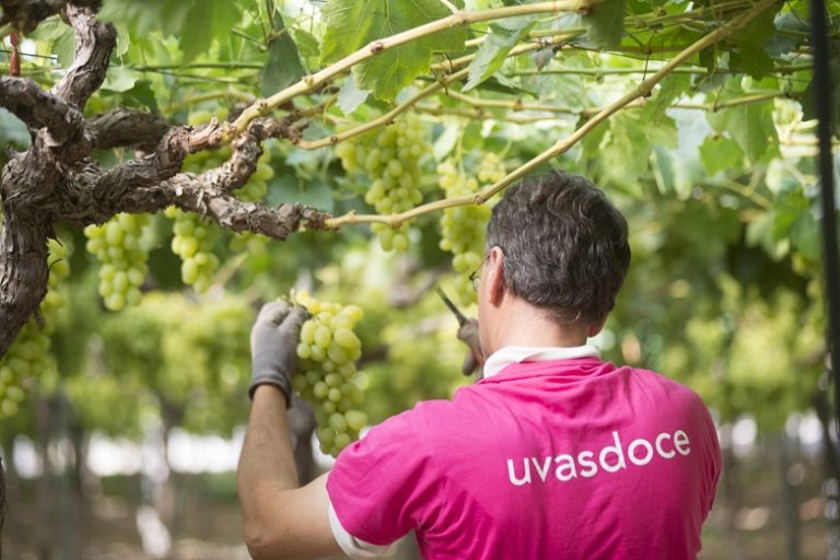 UVASDOCE CAMPO AGRICULTOR