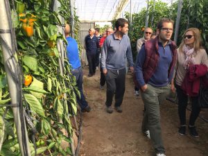 jornadas pimiento syngenta