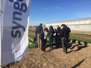 syngenta jornadas lechuga murcia