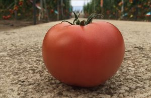 CLX37896 tomate rosa hm clause