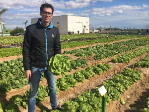 bejo lechuga oscar peñalver finca el aljibe murcia