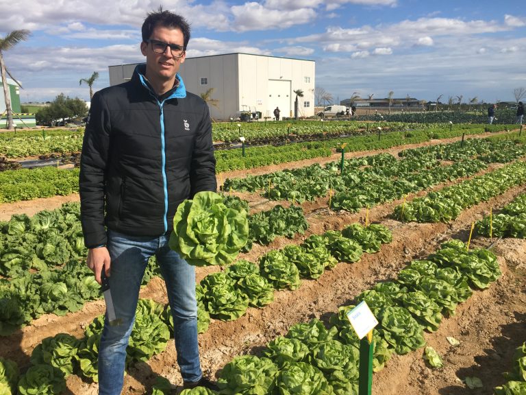 bejo lechuga oscar peñalver finca el aljibe murcia