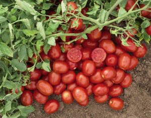 N6416_v1.pg nunhems bayer tomate