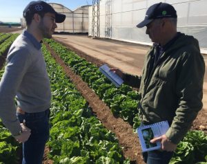bayer lechuga