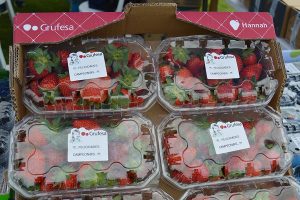 grufesa fresas