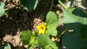 FLor-de-melón fase polinización entomógama