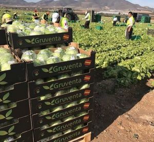Hortalizas de GRUVENTA