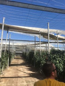 daños cubierta invernadero almería viento