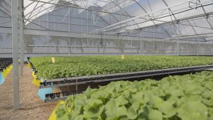 semillero plantel injertos sandía
